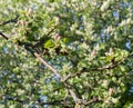 A branch of an Apple tree, with young green leaves and pink blossoming flowers on a background of young blossoming greens. Royalty Free Stock Photo